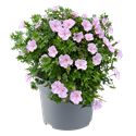 Bild von VP Geranium P19 frivolius pink